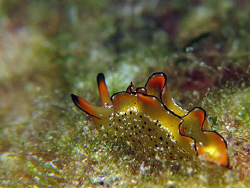 Ornate Elysia (Elysia ornata)<><><>Canon G7, Carriacou by Brian Mayes 